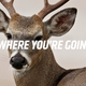 Illustration for article titled I Hit A Deer With My Car And Now I Want To Make It Look Like A Ford Flex